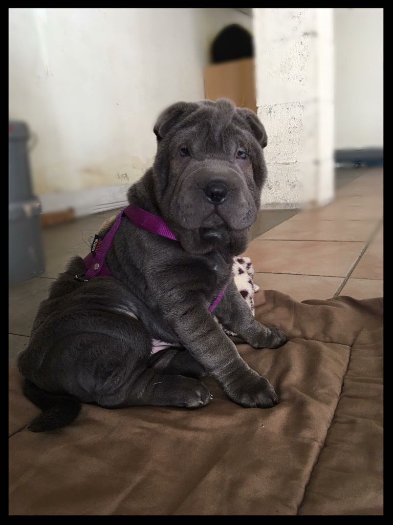 Nala de la Petite Cantate