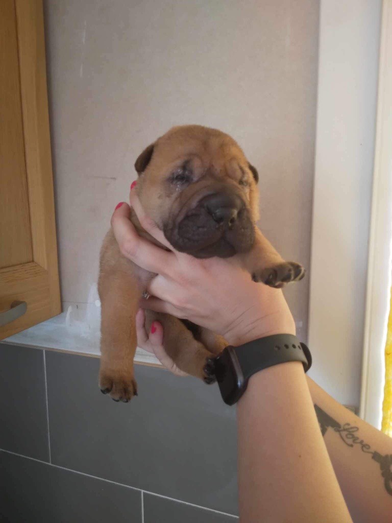 au Hameau des Perles de Milly - Chiots disponibles - Shar Pei