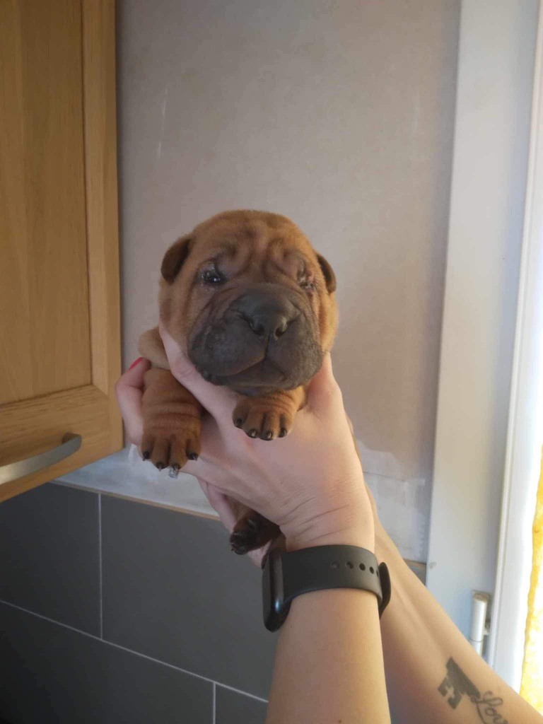 au Hameau des Perles de Milly - Chiots disponibles - Shar Pei