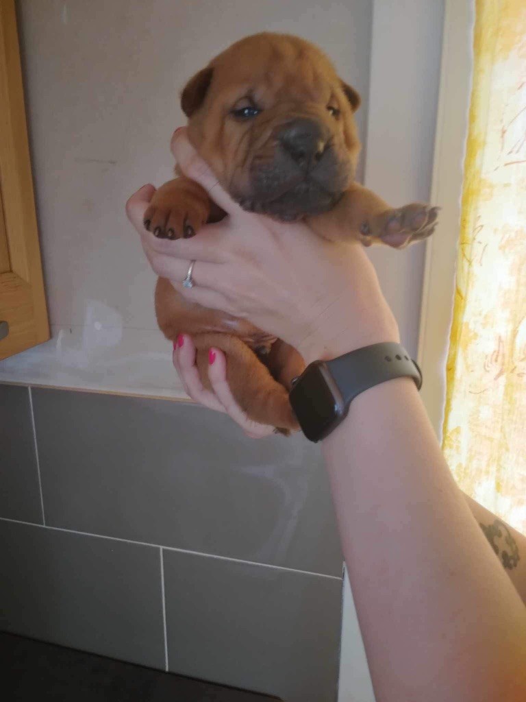 au Hameau des Perles de Milly - Chiots disponibles - Shar Pei