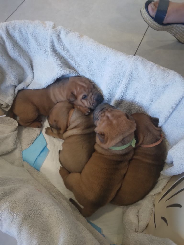 Chiot Shar Pei au Hameau des Perles de Milly