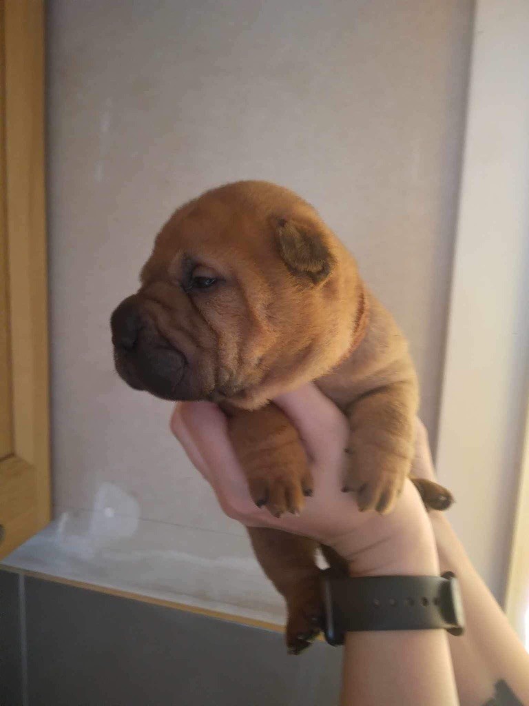 au Hameau des Perles de Milly - Chiots disponibles - Shar Pei